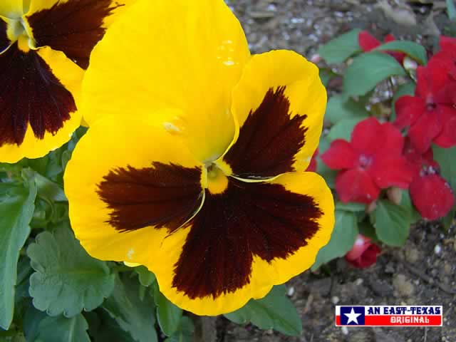 Colorful pansies ... a favorite in the East Texas landscape through the winter