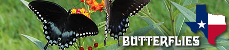 The Butterflies of East Texas, species and photos