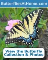 Butterflies at Home: species, identification tips, sizes, maps