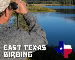 East Texas birds, birding, and birdwatching