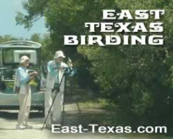 rescue birds texas