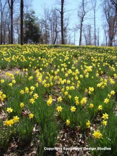 Helen Lee's Daffodil Gardens south of Gladewater Texas