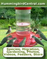 Hummingbird Central: Species, migration, gardening, photos, videos, feeders
