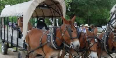 Horse drawn wagon attracting a crowd in Ben Wheeler, Texas