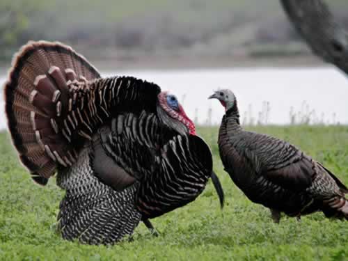 The Wild Turkey in East Texas