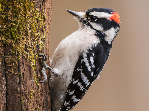Downy Woodpecker