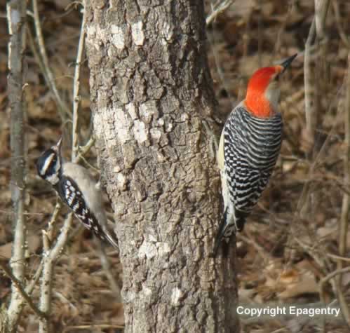 Downy Woodpecker and Red-Bellied Woodpecker on a tree in East Texas