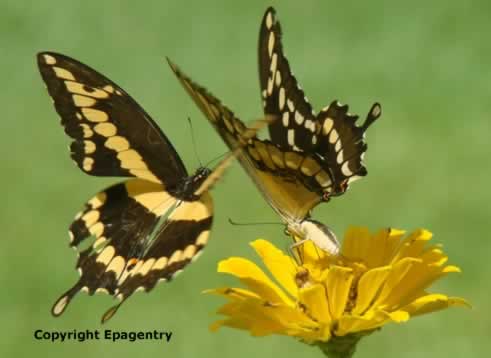 A pair of Giant Swallowtail Butterflies near Tyler Texas