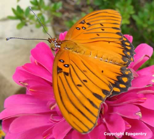 Gulf Fritillary Butterfly (wings open) on Zinnia - Tyler Texas