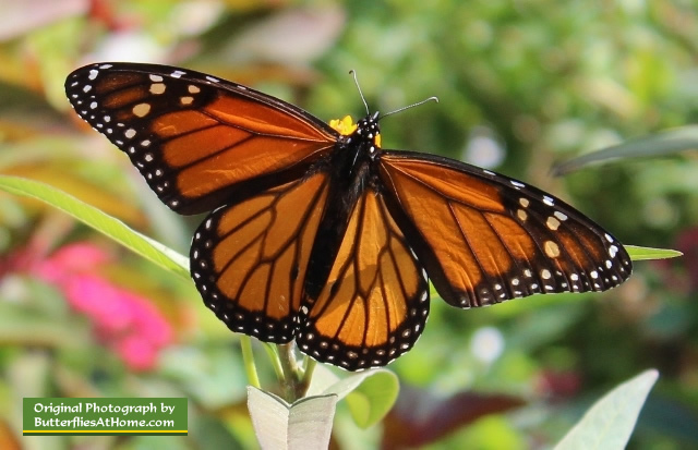 The Texas state butterfly: Monarch