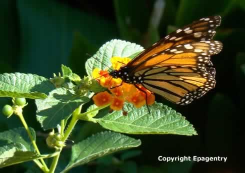 Monarch Butterfly on Lantana near Tyler Texas