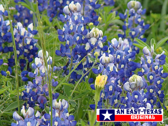 Texas Bluebonnets in the Spring