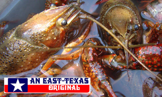 Giant, live Texas Crawfish!