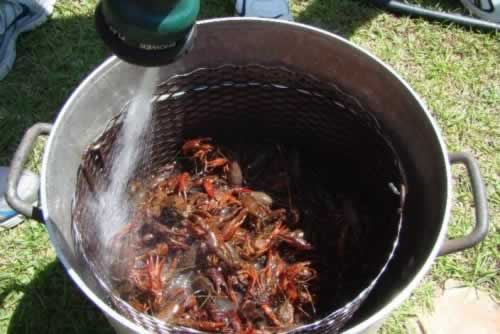 Filling up the crawfish pot with water ... let's get the boil underway