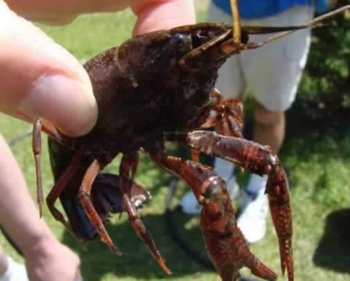 How to hold a crawfish ... carefully behind the head!