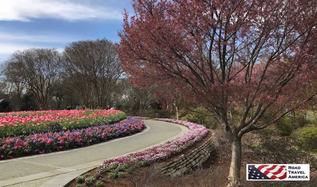 Thousands of flowers in bloom in the spring at the Dallas Arboretum