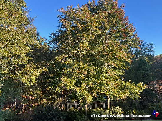 East Texas 2025 Fall  Foliage Cam East Texas 2025 Fall  Foliage Cam