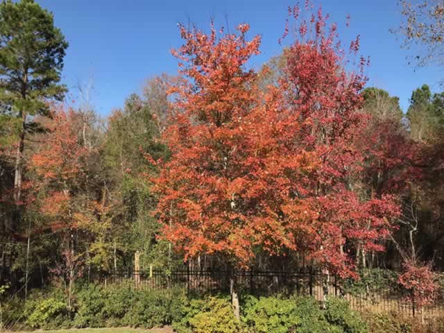 East Texas Fall Foliage Cam - Peak - November 28, 2017
