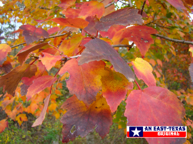 Maple tree colors at peak color in Texas