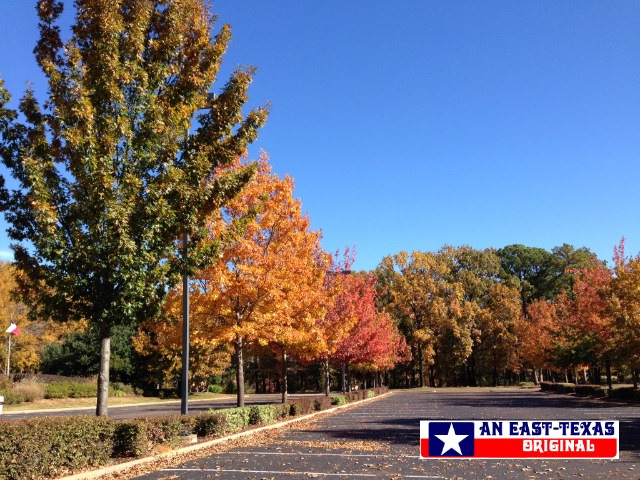 Fall foliage scene around the Hollytree Country Club in Tyler, Texas