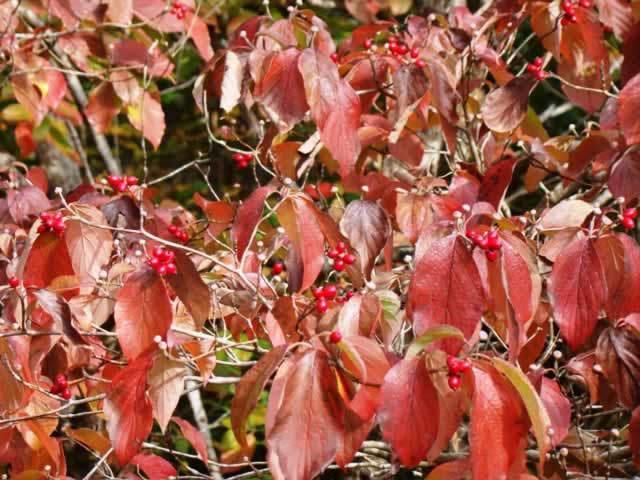 Dogwood tree at peak fall color near Palestine in East Texas