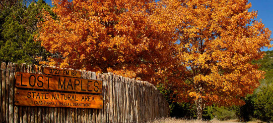 Fall scene at Lost Maples State Natural Area in Texas