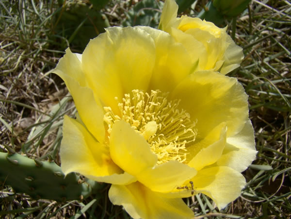 Texas State Plant: Prickly Pear Cactus