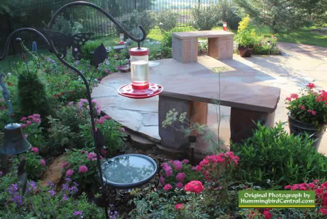 Texas hummingbird garden with low-hanging feeder