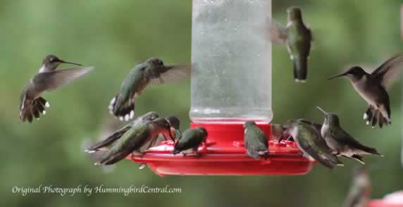 It gets crowded at the feeders in East Texas during the fall, southward migration! 