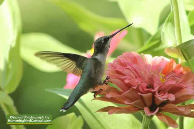 Young male Ruby Throat Hummingbird working the California Giant Zinnias in East Texas