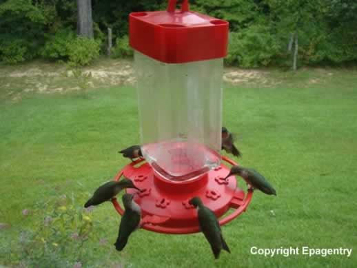 photo of Hummingbirds grouped on crowded feeder