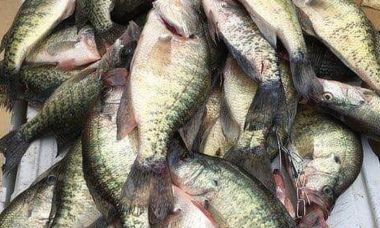 Crappie Fish bounty on Wright Patman Lake in East Texas