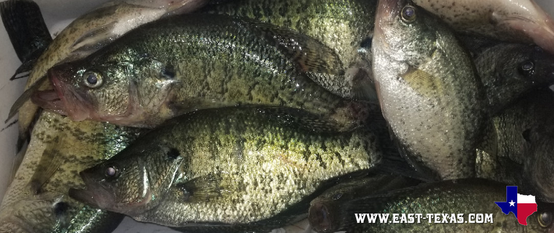 Another great day of Crappie fishing on Lake O' the Pines!