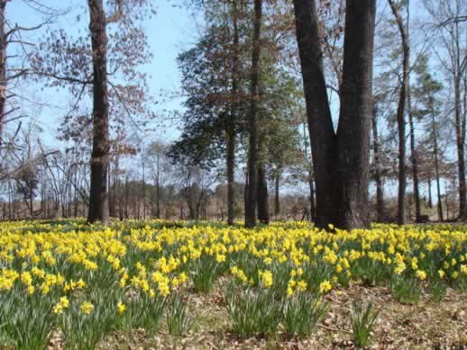 Daffodils in full bloom in Texas