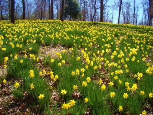 Lee Daffodil Garden near Gladewater, Texas, just off U.S. Highway 271