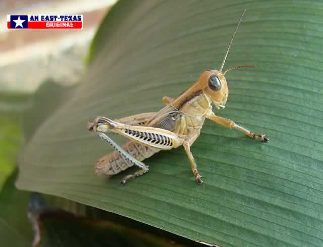 Close-up photograph of grasshopper in Tyler Texas