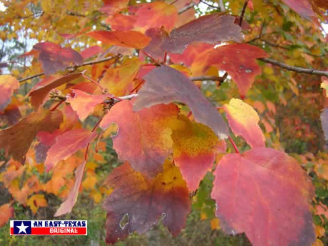 Colorful Maple Leaves in the Fall in Tyler Texas