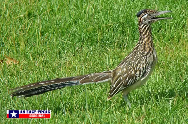 Roadrunner, up close and personal ... Longview, Texas