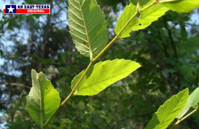 Young, delicate leaves of an Elm tree