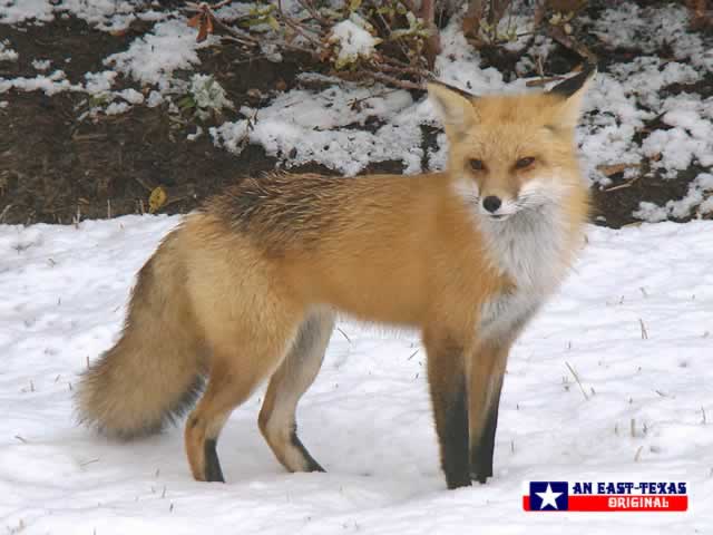 Fox in the snow in East Texas