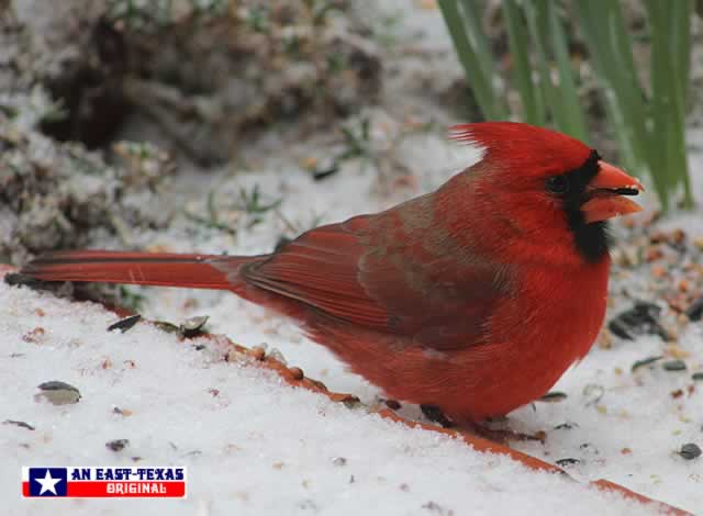 Male Cardinal in the snow in East Texas
