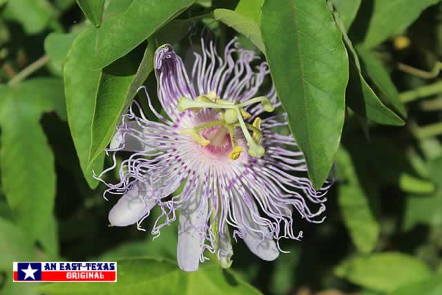 Native Texas Passion Vine ... the MayPop ... in full bloom