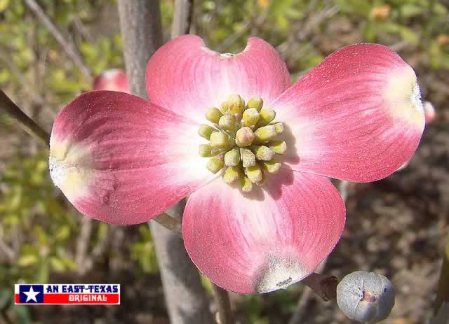 Pink Dogwoods in the Spring in Texas