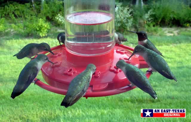 Ruby Throat Hummingbirds feeding during fall migration near Tyler, Texas