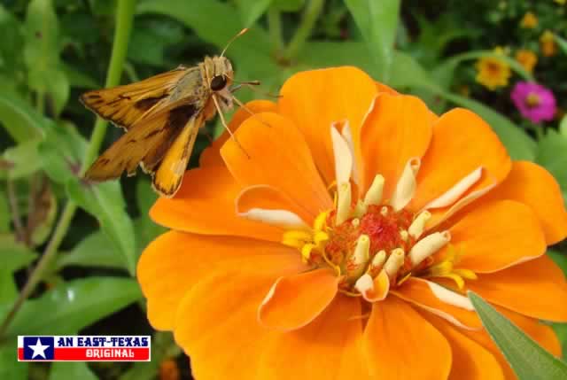 Skipper Butterflies love the color and nectar of Zinnias!