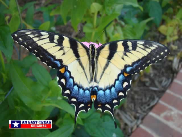 Beautiful female Tiger Swallowtail in East Texas