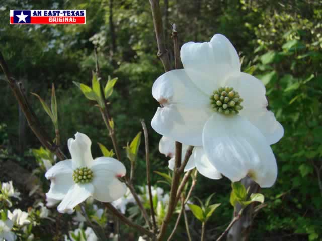 A sure sign that winter is over, and Spring has returned to East Texas ... White Dogwoods