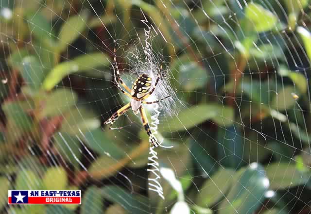Zipper Spider in East Texas