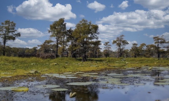 Swamp scene at the Caddo Lake National Wildlife Refuge in East Texas