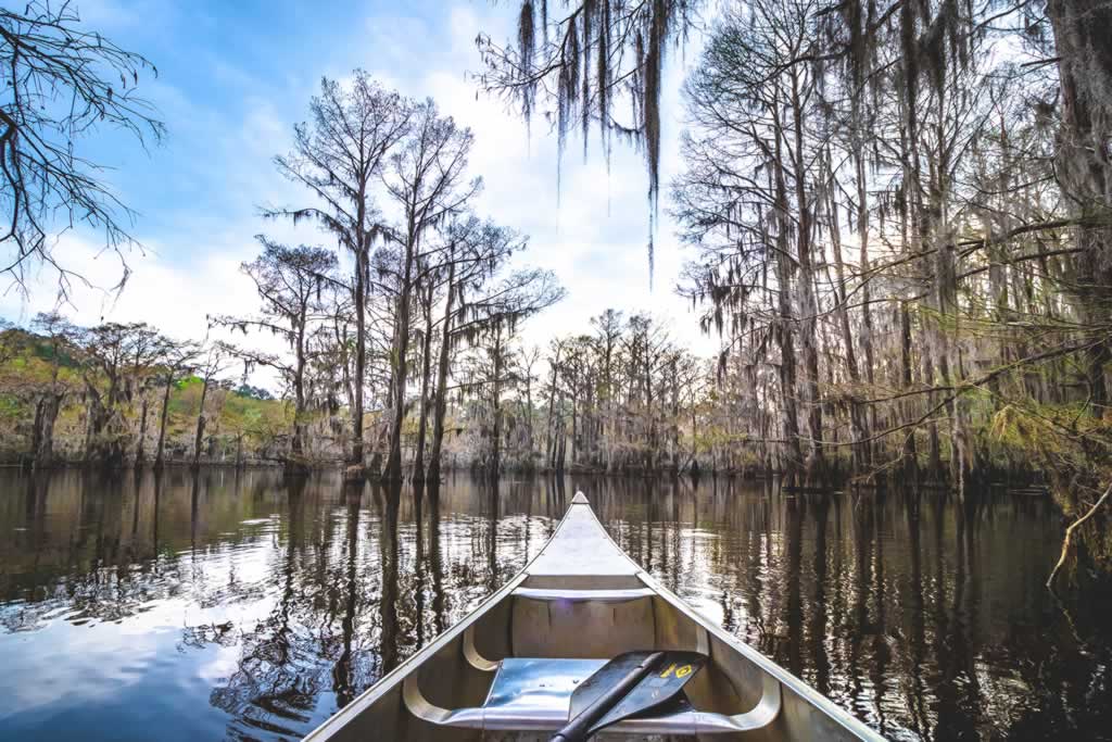 Quiet scene from a canoe at Caddo Lake State Park in Texas